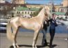 Tego konia uznano za najpiękniejszego na świecie. Gdy eksperci zbadali jego sierść, byli zdumieni!