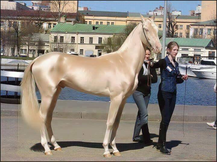 Tego konia uznano za najpiękniejszego na świecie. Gdy eksperci zbadali jego sierść, byli zdumieni!