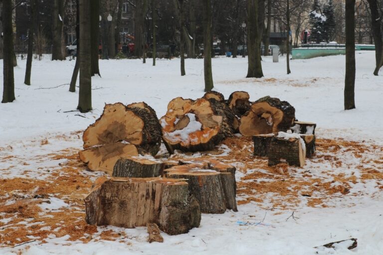 Wycięto chore drzewa w parku miejskim
