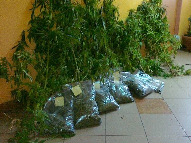 Policjanci zabezpieczyli 3,5 kilograma ziela konopi