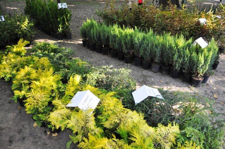 Jutro w JDK piknik ekologiczny – rozdamy 400 sadzonek drzewek i krzewów