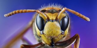 Alergia: Odczulanie jadem owadów może uratować życie