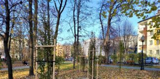 Kilkadziesiąt nowych drzew w mieście