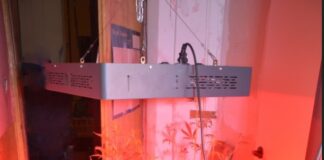 Policjanci zlikwidowali uprawę marihuany i zatrzymali 68-latka