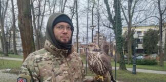 Akcja sokolnicza już po raz dziesiąty