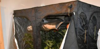 Aresztowany za uprawę i posiadanie narkotyków