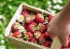 Truskawki tańsze niż przed rokiem. Jak odróżnić polskie od importowanych?