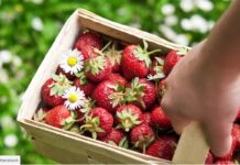 Truskawki tańsze niż przed rokiem. Jak odróżnić polskie od importowanych?