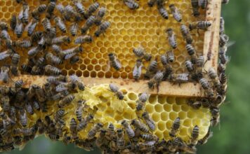 8 sierpnia obchodzimy Wielki Dzień Pszczół. Sprawdź, jak wspierać te pożyteczne owady