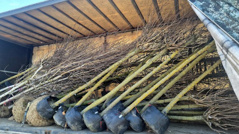 Ponad 120 nowych drzew pojawi się w Jaśle