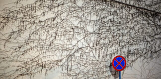 Cisza w kadrze Ściana pokryta wyschniętymi pnączami, obok niej znak zakazu zatrzymywania się. Obraz symboliczny — sugeruje, że w świecie pośpiechu i zakazów to właśnie zatrzymanie, niemożliwe w teorii, pozwala zobaczyć i zrozumieć więcej.